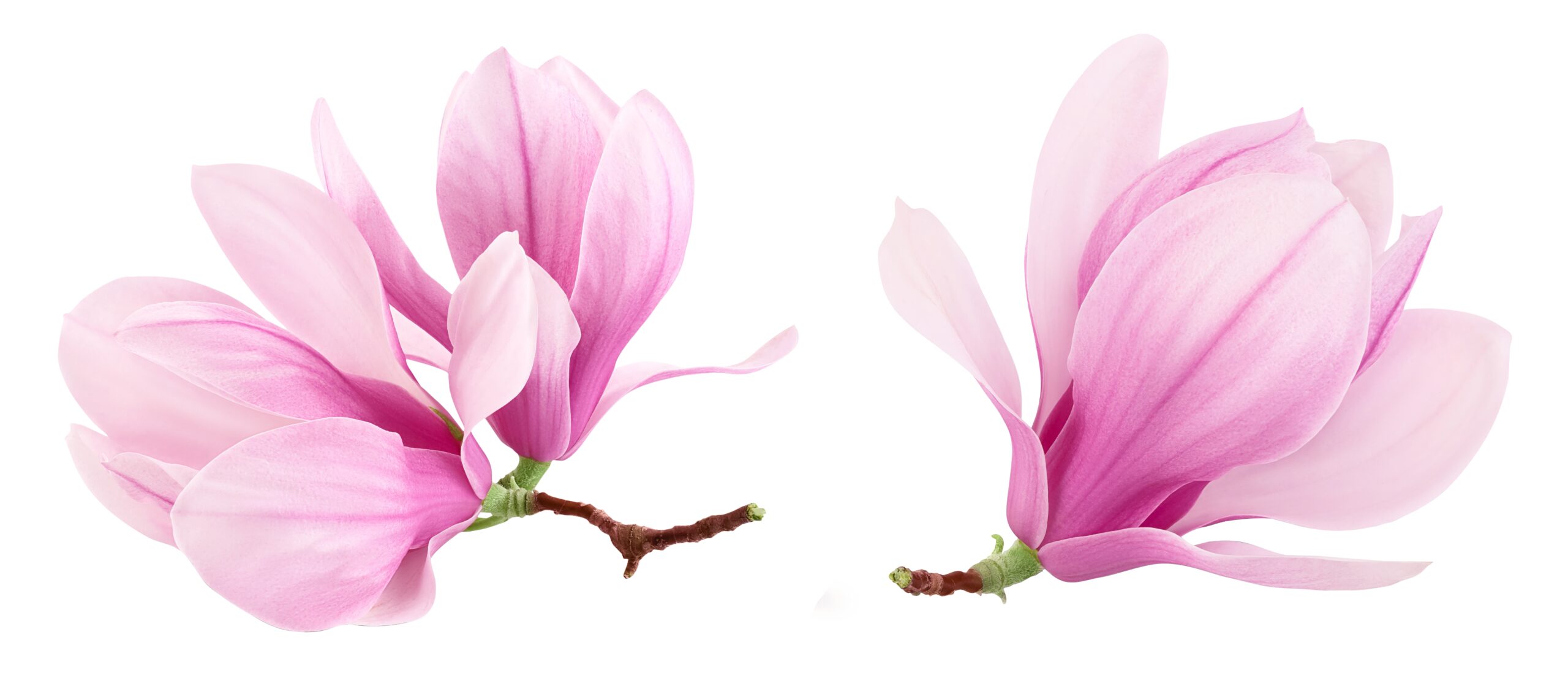 Pink,Magnolia,Flower,Isolated,On,White,Background,With,Full,Depth